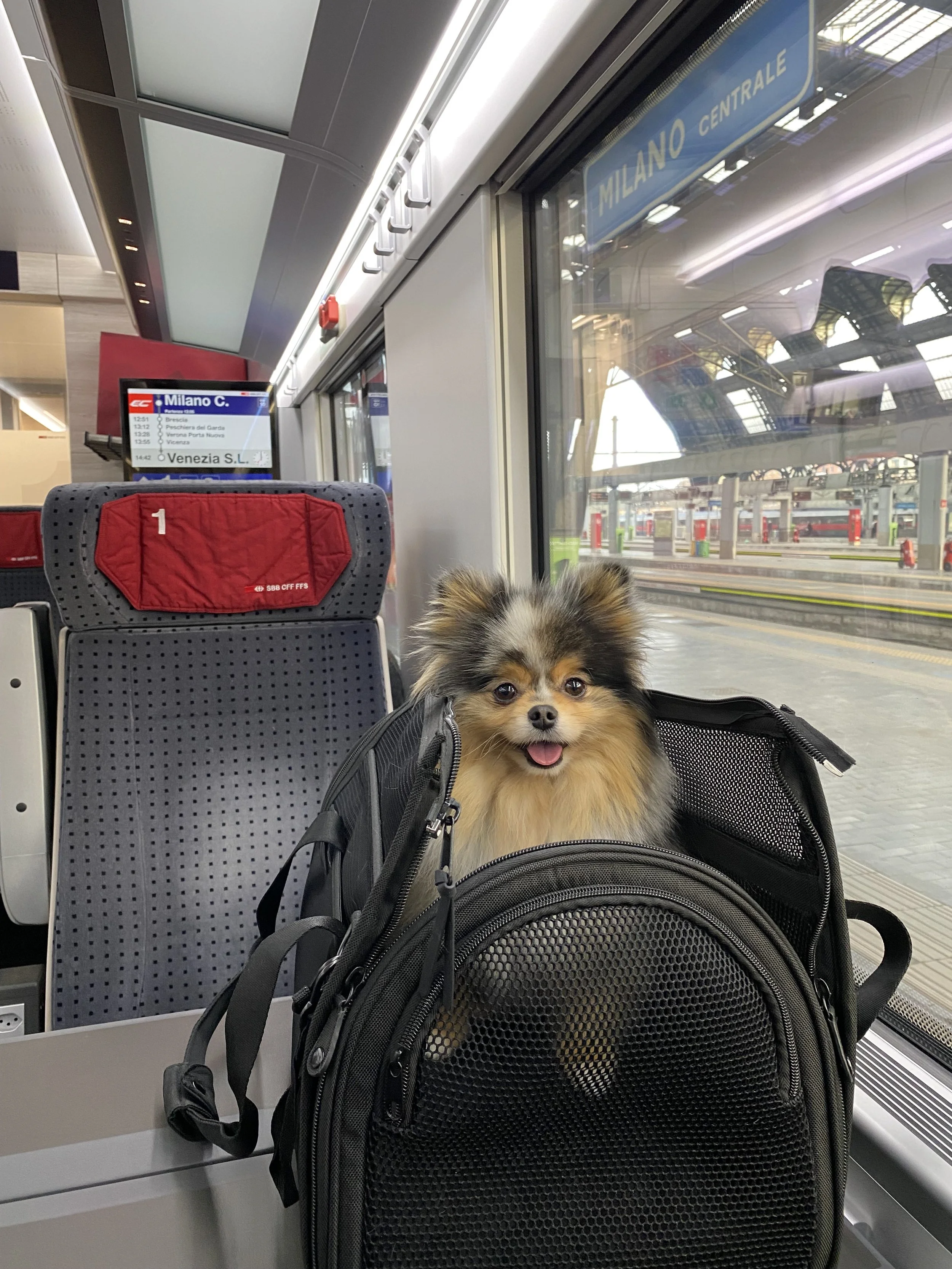 Wild One Travel Carrier: Our Review of Their Airline Pet in Cabin